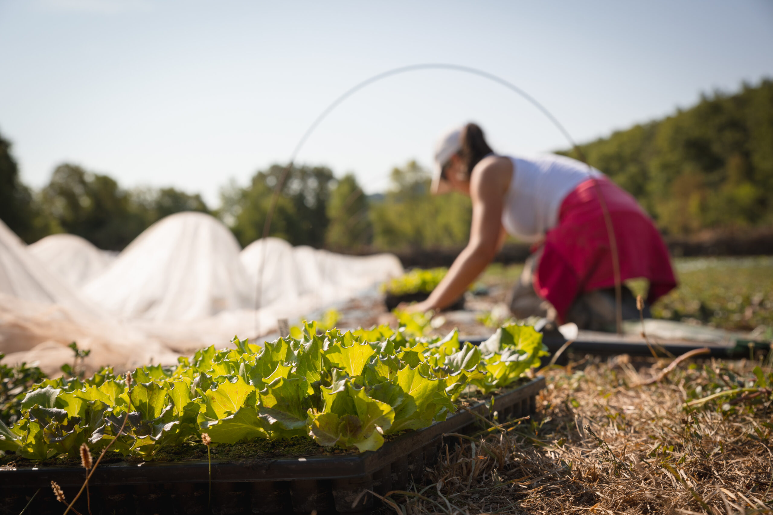 Logo manger bio languedoc